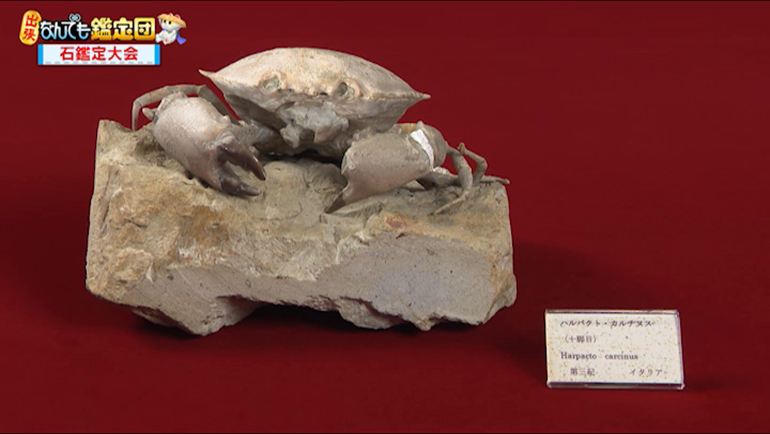 カニの化石｜開運！なんでも鑑定団｜テレビ東京