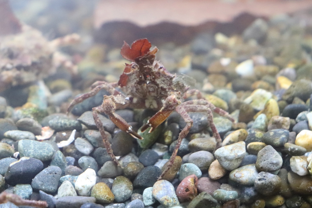 大槌の大土先生が見つけた カニの新種と新しいカニ学 | 東京大学