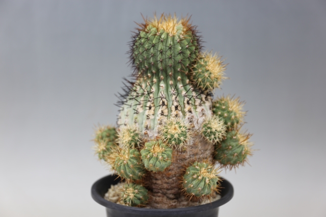 孤竜丸 輸入球 A0694☆コピアポア コルムナアルバ サボテン☆浦部陽向園