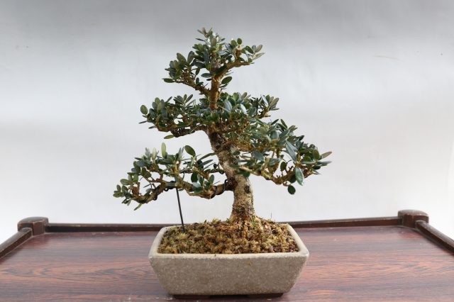 姫オリーブ A1657☆花物実物 オリーブ 小品盆栽☆「送料無料」浦部陽向園