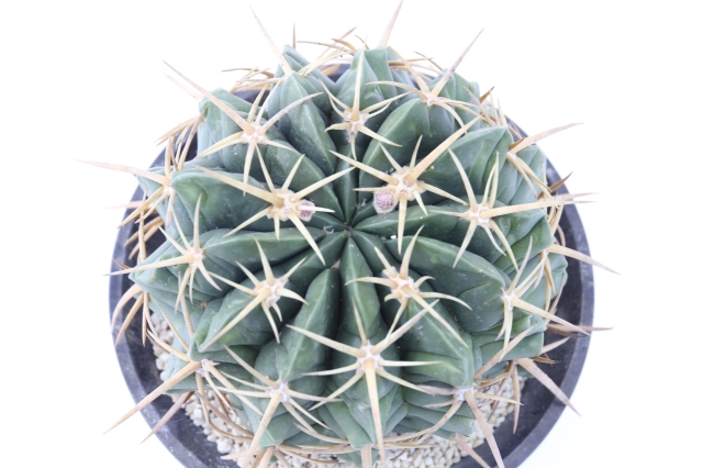 天城 実生 A1855☆フェロカクタス サボテン☆浦部陽向園