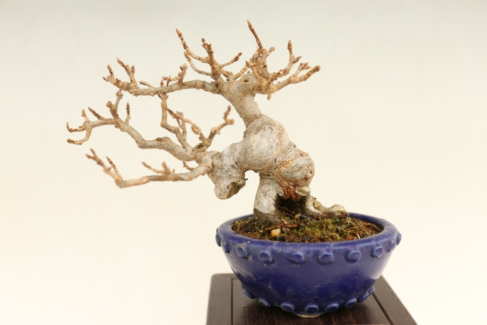 楓 A3024☆カエデ 楓 葉物 小品盆栽☆「送料無料」浦部陽向園