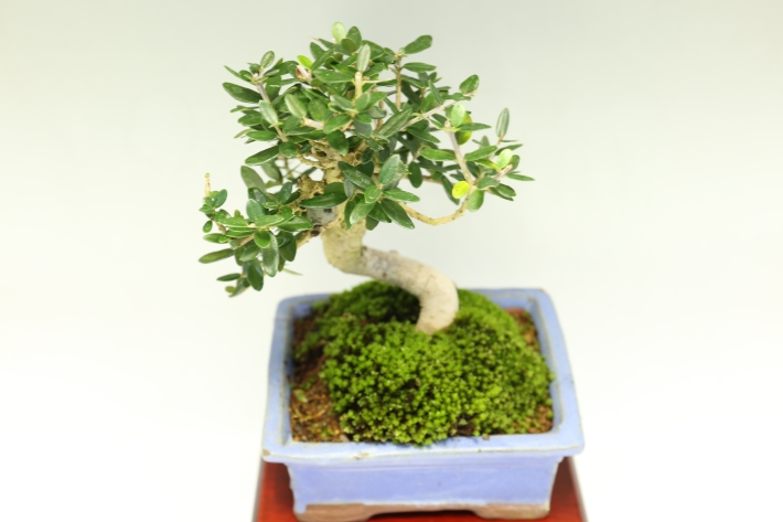 姫オリーブ A3072☆オリーブ 花物実物 小品盆栽☆「送料無料」浦部陽向園