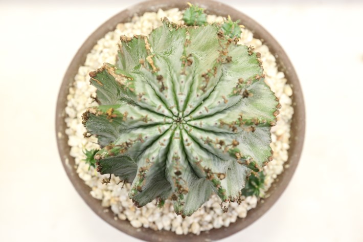 ゼブラ白衣ホリダ A3328☆ユーフォルビア ホリダ 多肉植物☆浦部陽向園