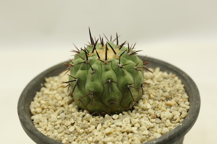 孤竜丸 実生 A3496☆コピアポア コルムナアルバ サボテン☆「送料無料