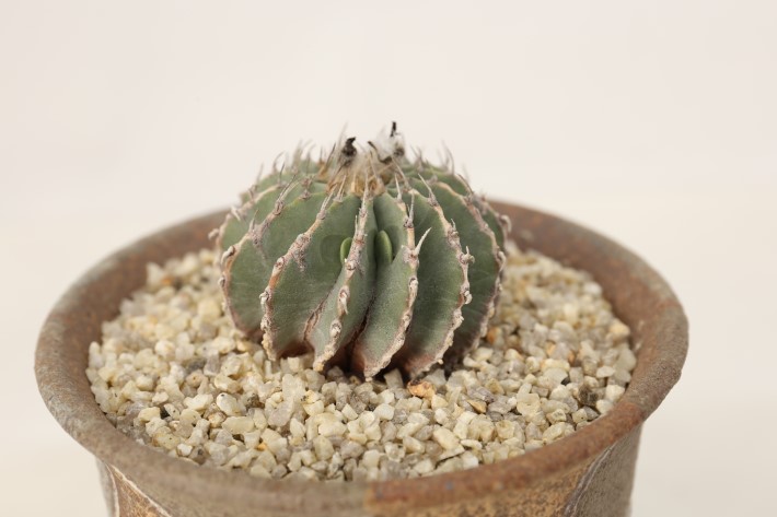 メキシカーナ 実生 A3501☆ゲオヒントニア サボテン☆「送料無料」浦部