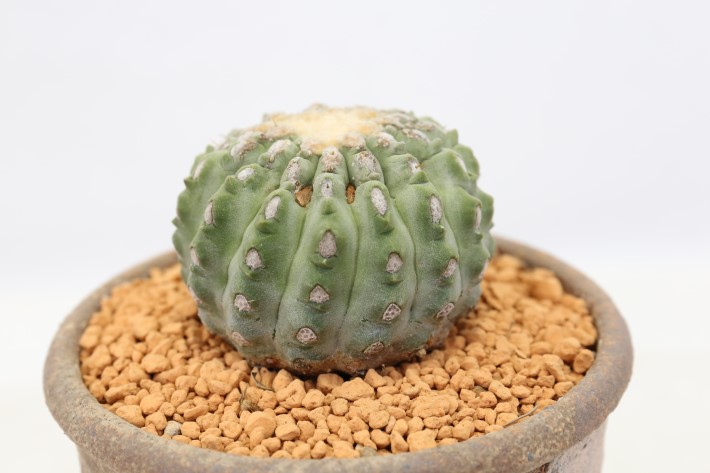 刺無し孤竜丸 接ぎ降ろし A3511☆コピアポア コルムナアルバ サボテン