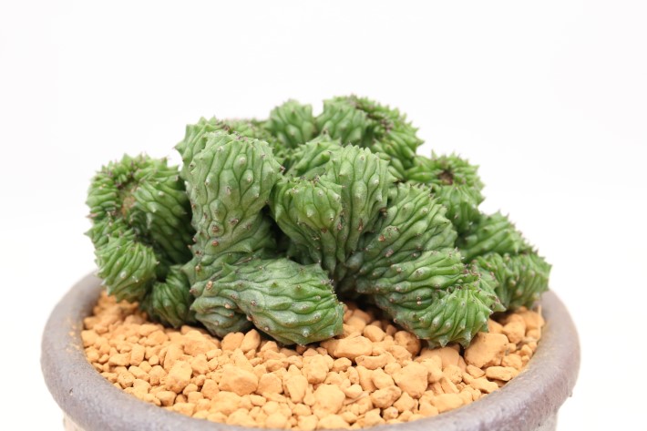 紅彩閣綴化×ホリダモンスト A3564☆ユーフォルビア 多肉植物☆浦部陽向園