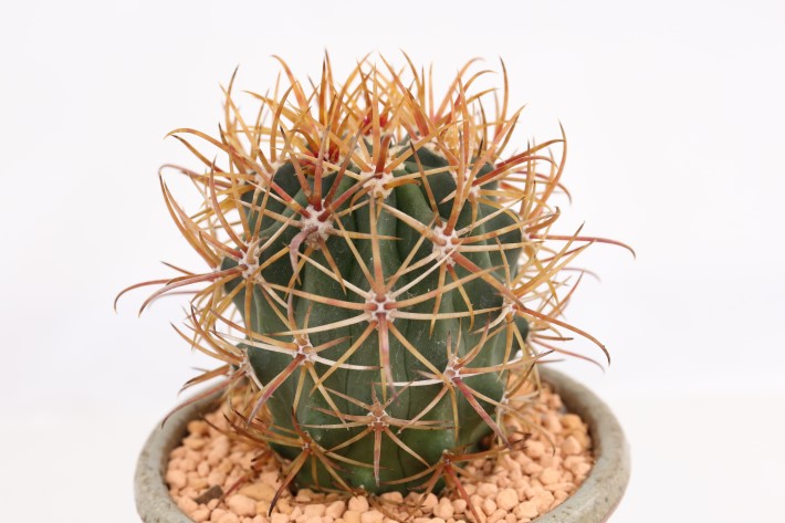 赤刺金冠竜 実生 A3621☆フェロカクタス サボテン☆「送料無料」浦部陽向園