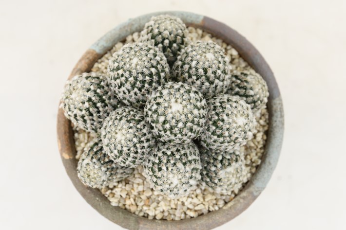 多毛精巧殿 群生type 実生 A3708☆ツルビニカルプス サボテン☆「送料