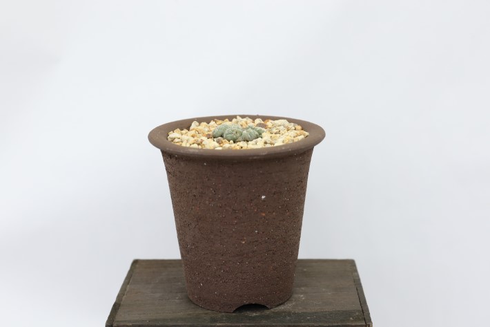 松露銀冠玉 実生 A3732☆ロフォフォラ サボテン☆「送料無料」浦部陽向園