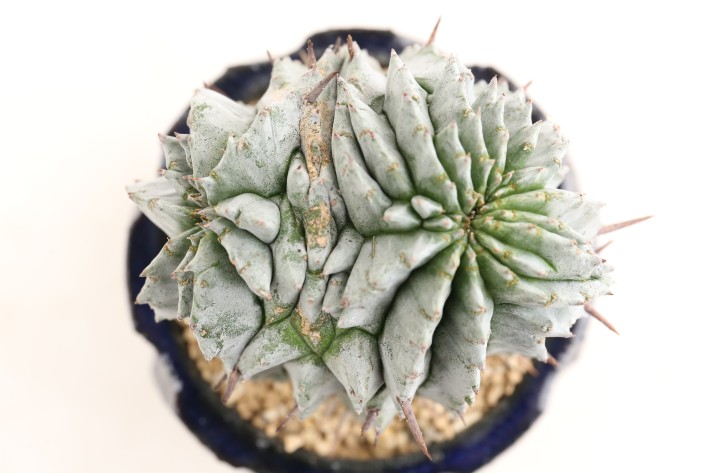 送料無料】ホリダモンスト 白虎 ユーフォルビア 輸入球カキ仔 A3786