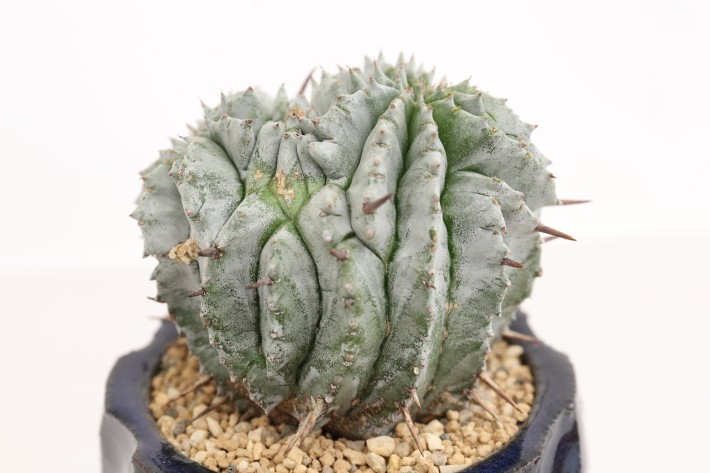 送料無料】ホリダモンスト 白虎 ユーフォルビア 輸入球カキ仔 A3786