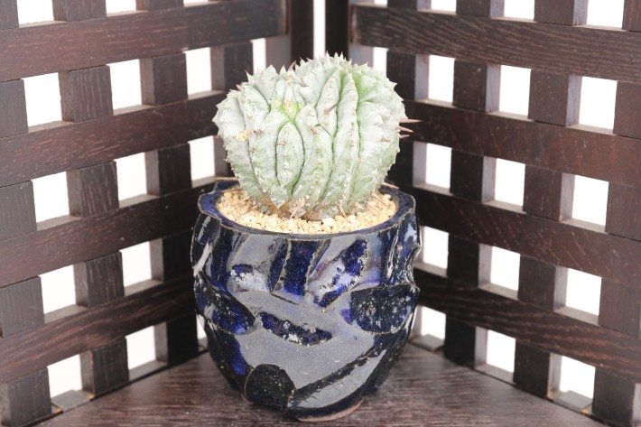 送料無料】ホリダモンスト 白虎 ユーフォルビア 輸入球カキ仔 A3786