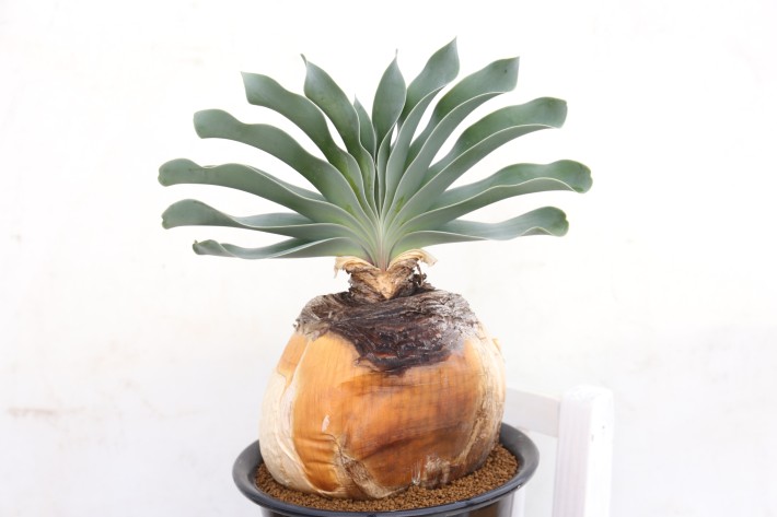 送料無料】ハエマンソイデス ブーファン 輸入球 A3844｜多肉植物 塊根