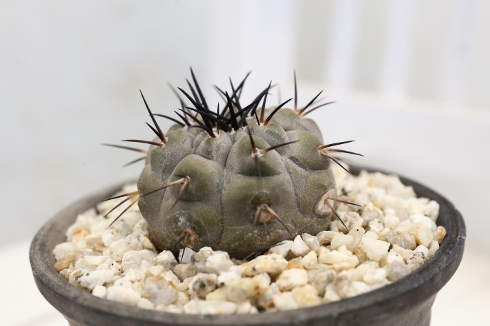 送料無料】黒王丸 シネレア コピアポア 実生 A3887｜サボテン｜浦部陽向園