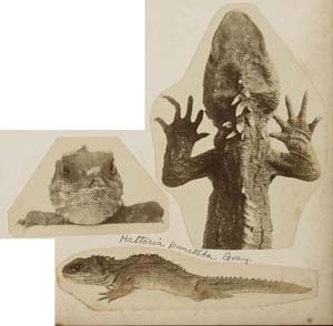 学術標本資料コレクションの可能性 ウロボロスVolume15 Number1 東京