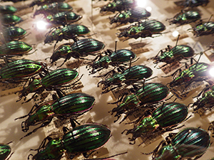 昆虫の形と色の不思議 ―オサムシ研究の巨匠・石川良輔博士の軌跡―