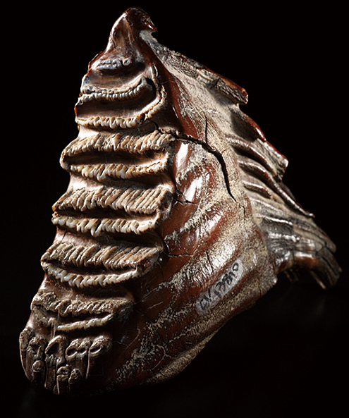 A6 ナウマンのゾウ化石