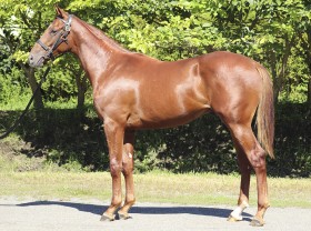 キングカメハメハ産駒の代表産駒 :: 一口馬主DB