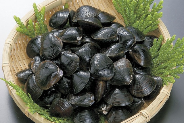 シジミ｜青森特産品図鑑｜青森のうまいものたち