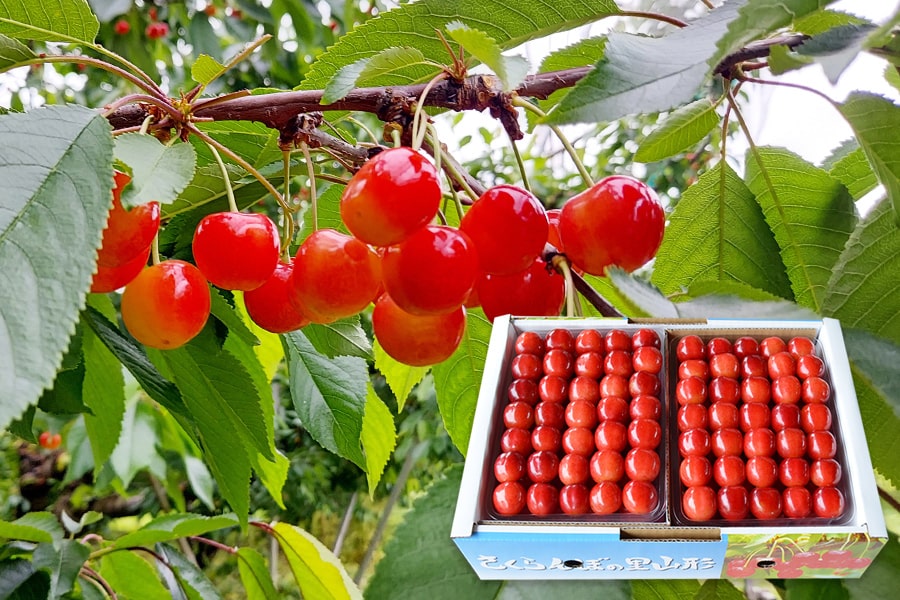 厳選さくらんぼ佐藤錦1kg並び詰Lサイズ以上(500g×2)