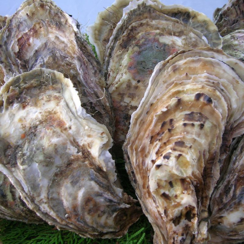 北海道厚岸産 丸牡蠣まるえもん｜新鮮な牡蠣の通販専門店【旨い牡蠣屋】