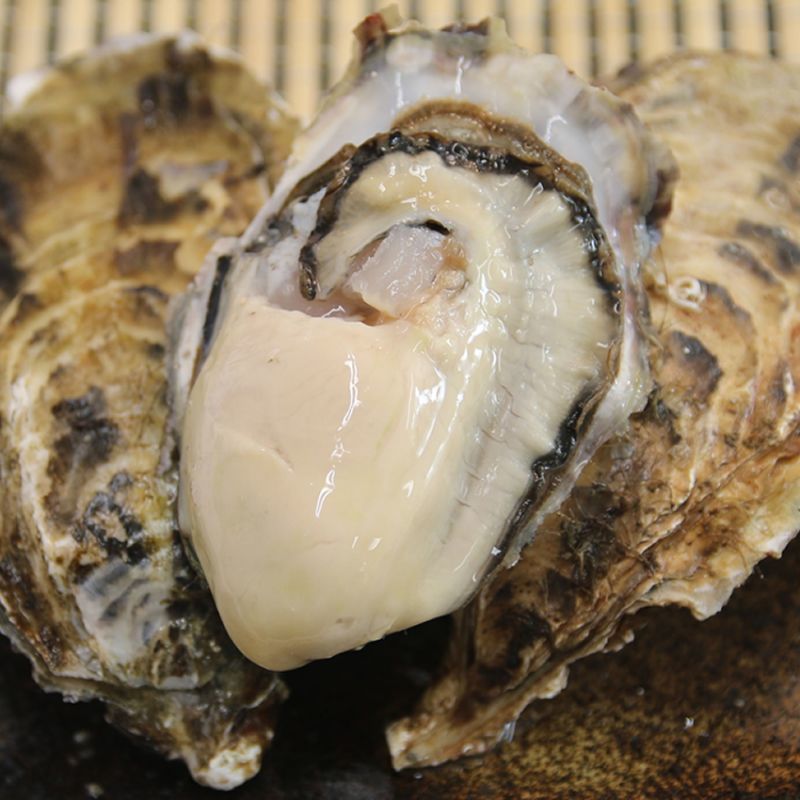 北海道厚岸産 丸牡蠣まるえもん｜新鮮な牡蠣の通販専門店【旨い牡蠣屋】