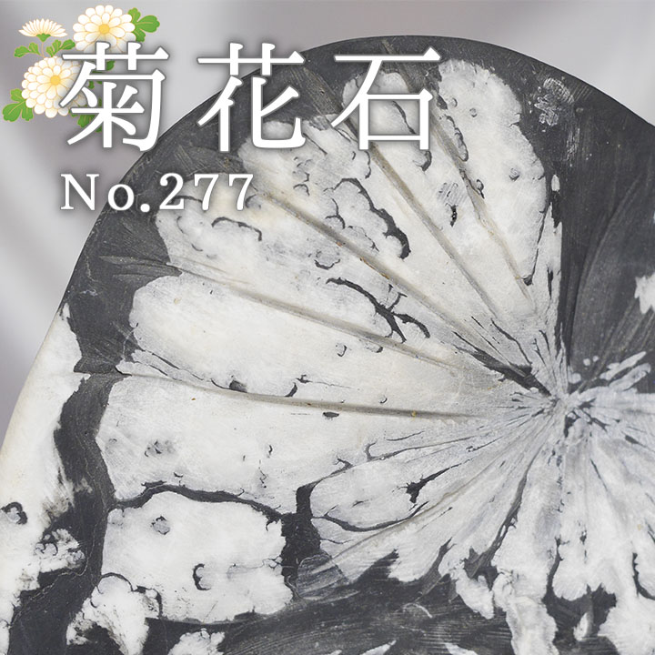 菊花石 No.227 【鑑賞用鉱石】高さ:約28cm 幅:約16cm 重さ:約4.0kg