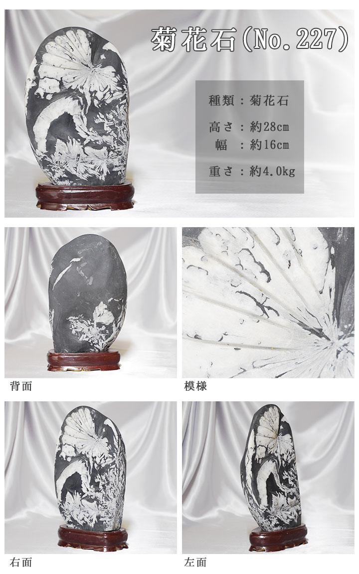菊花石 No.227 【鑑賞用鉱石】高さ:約28cm 幅:約16cm 重さ:約4.0kg