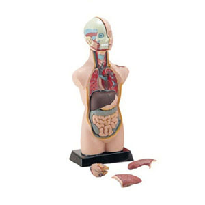 UCHIDASウチダス人体解剖模型 50cm MK050: 理科