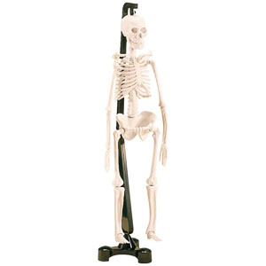 UCHIDASウチダスミニ人体骨格模型 SK046×1: 理科