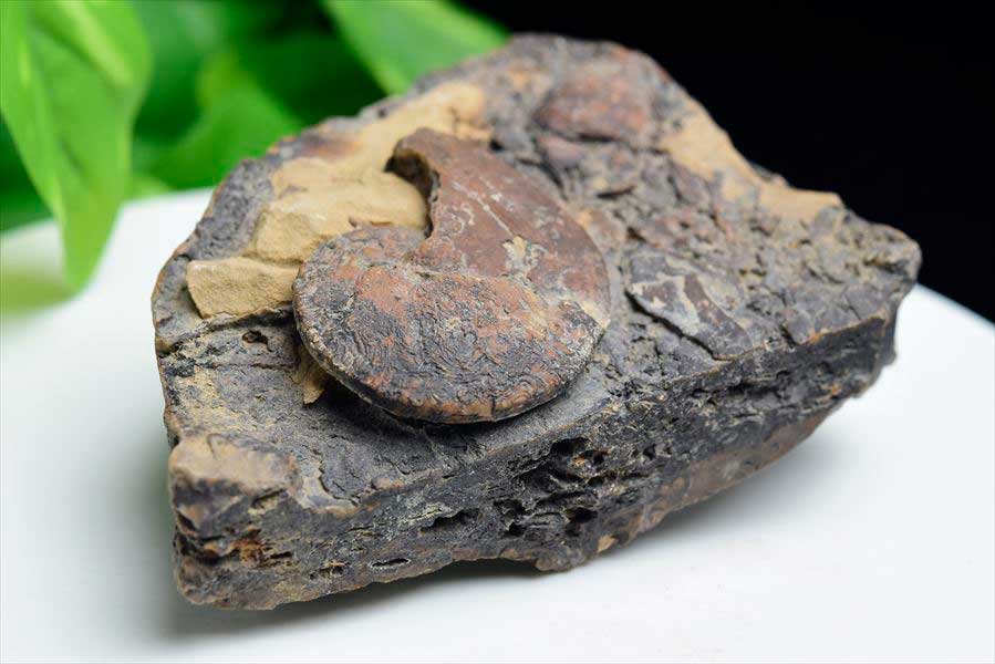 モロッコ産アンモナイト 化石｜瑪瑙化（メノウ化）｜非研磨｜ammonite