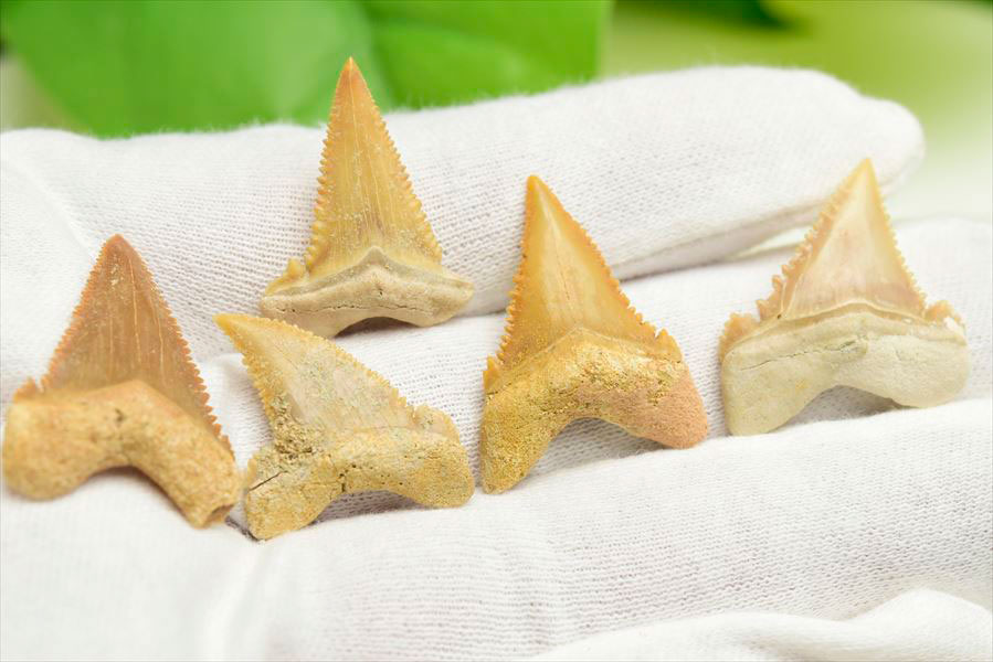 ホホジロザメ 歯 牙 化石｜サメの歯（約1.5g～3g）｜モロッコ産