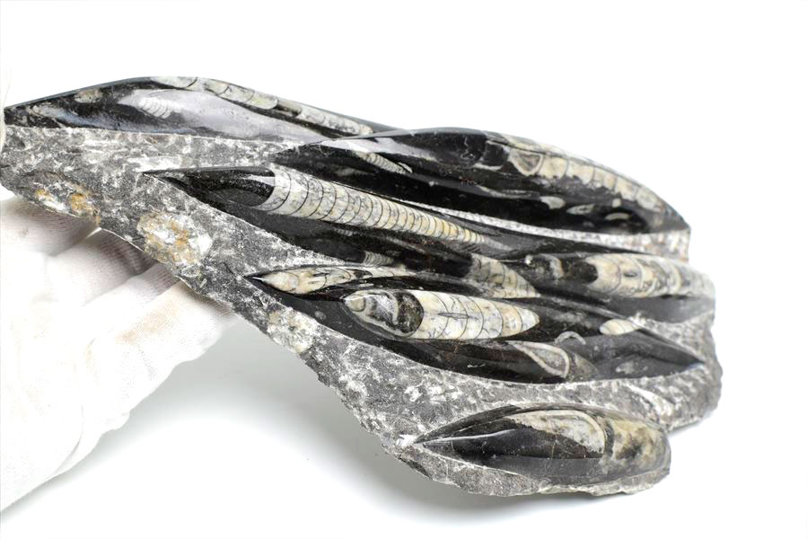 オルソセラス（直角貝/Orthoceras）化石プレート｜モロッコ産