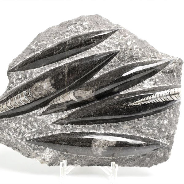 オルソセラス（直角貝/Orthoceras）化石プレート｜モロッコ産