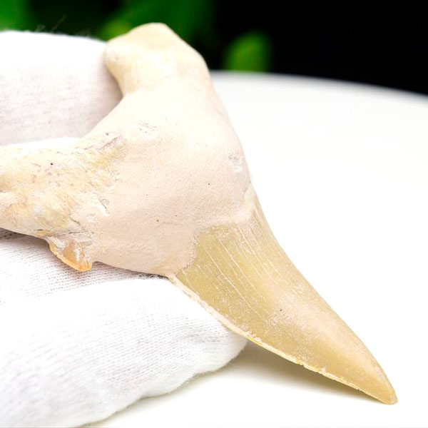 サメの歯 化石 モロッコ産｜オトドゥス オブリクス｜大きめ