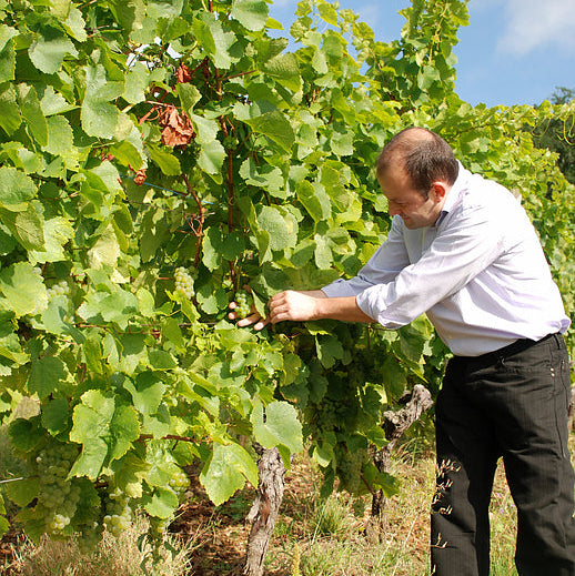 ボエケル・ゲヴュルツトラミネール