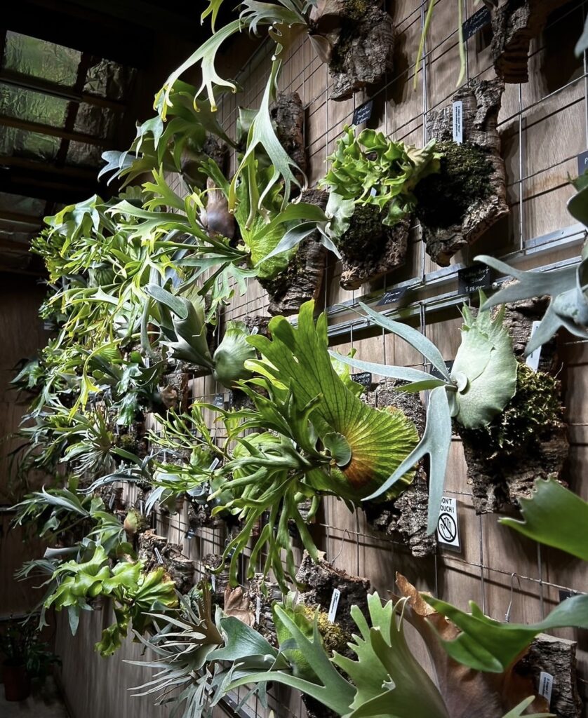 KYOTO SHOWROOM】3月オープンデイ3日（日）・10日（日）・28日（木