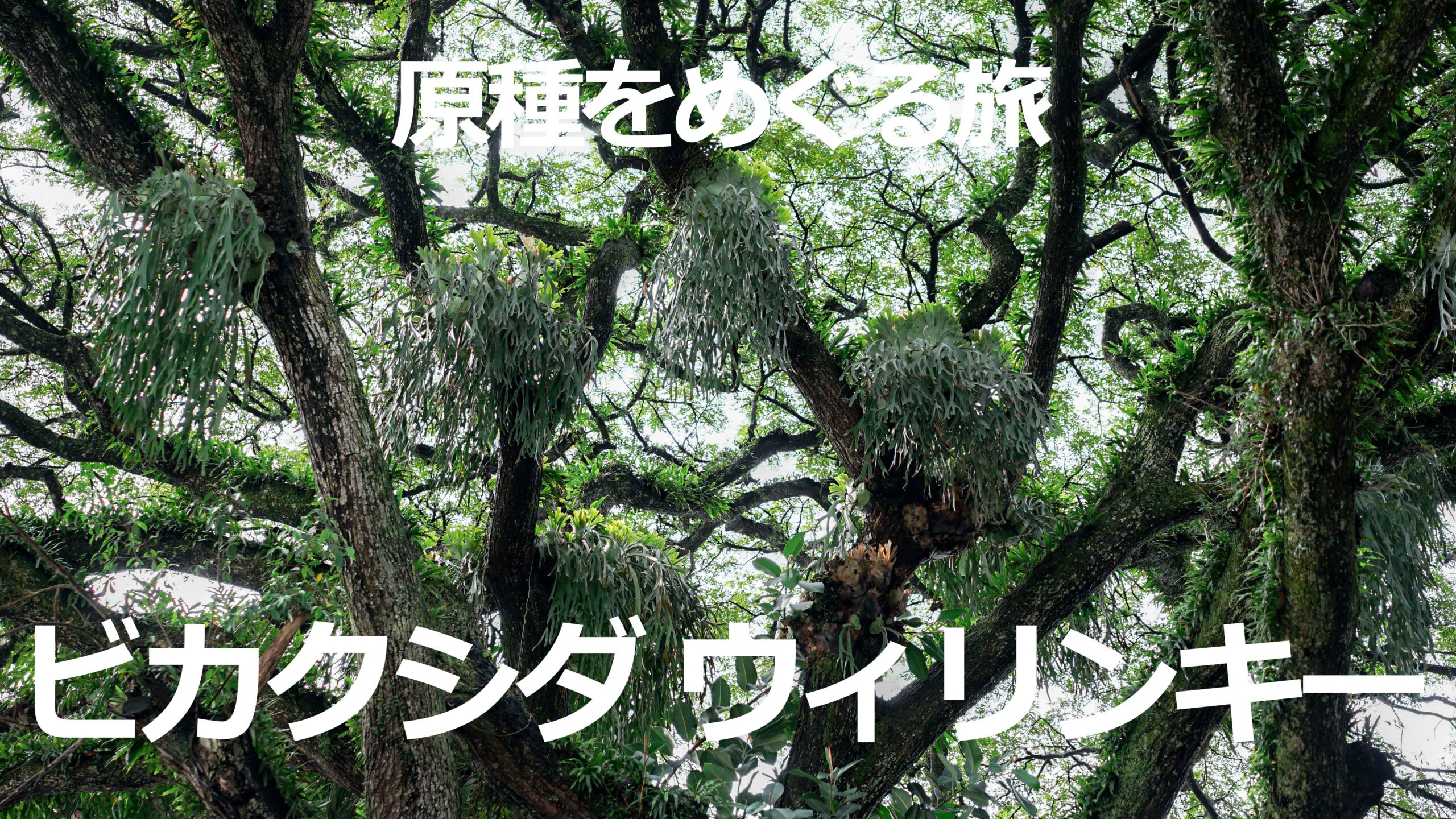 YouTube】原種をめぐる旅 ビカクシダ ウィリンキー- ビカクシダ