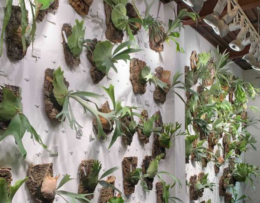 サイト掲載のお知らせ】LOVEGREEN 「 ビカクシダ ・植物好きの新聖地