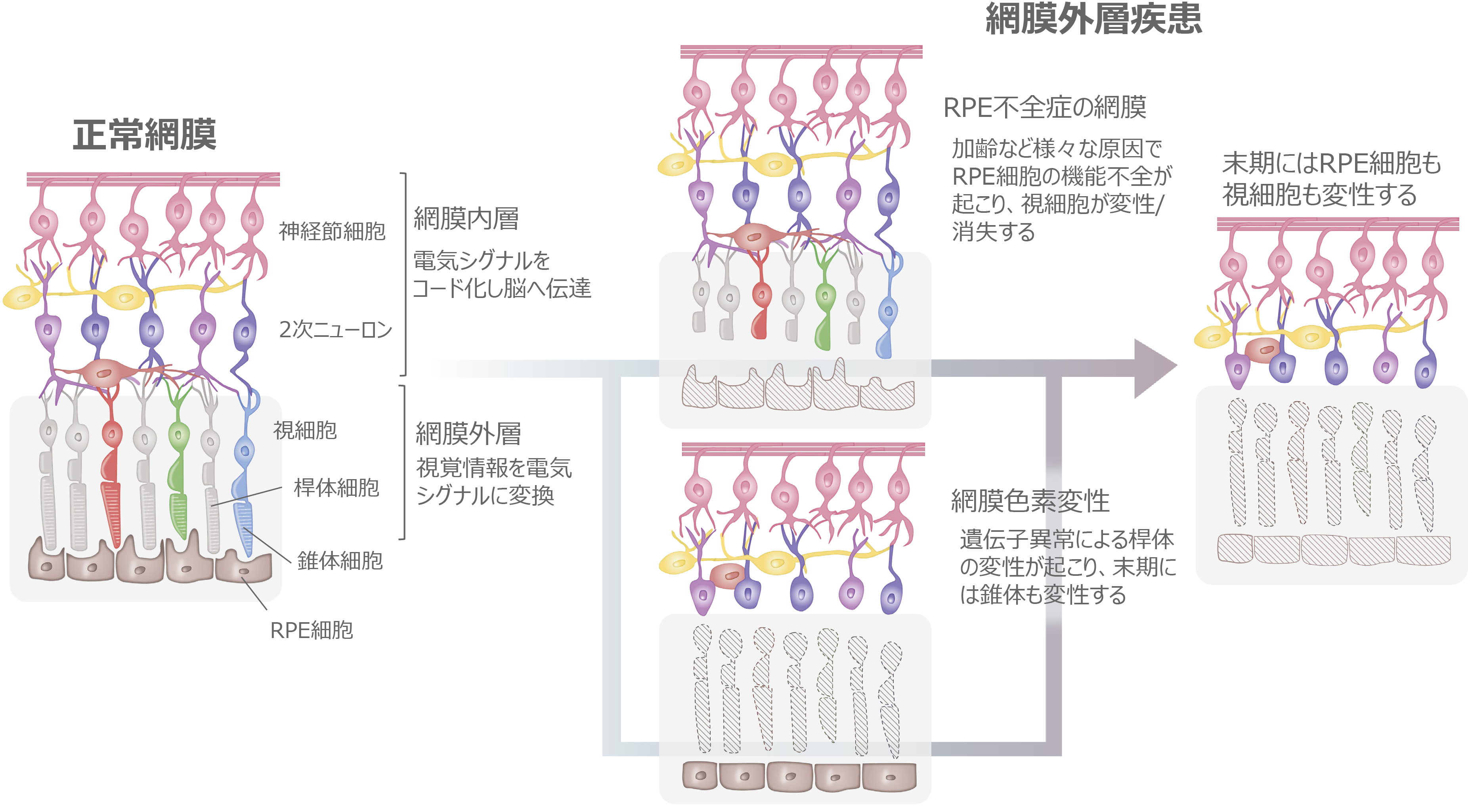 Science | 株式会社 VC Cell Therapy