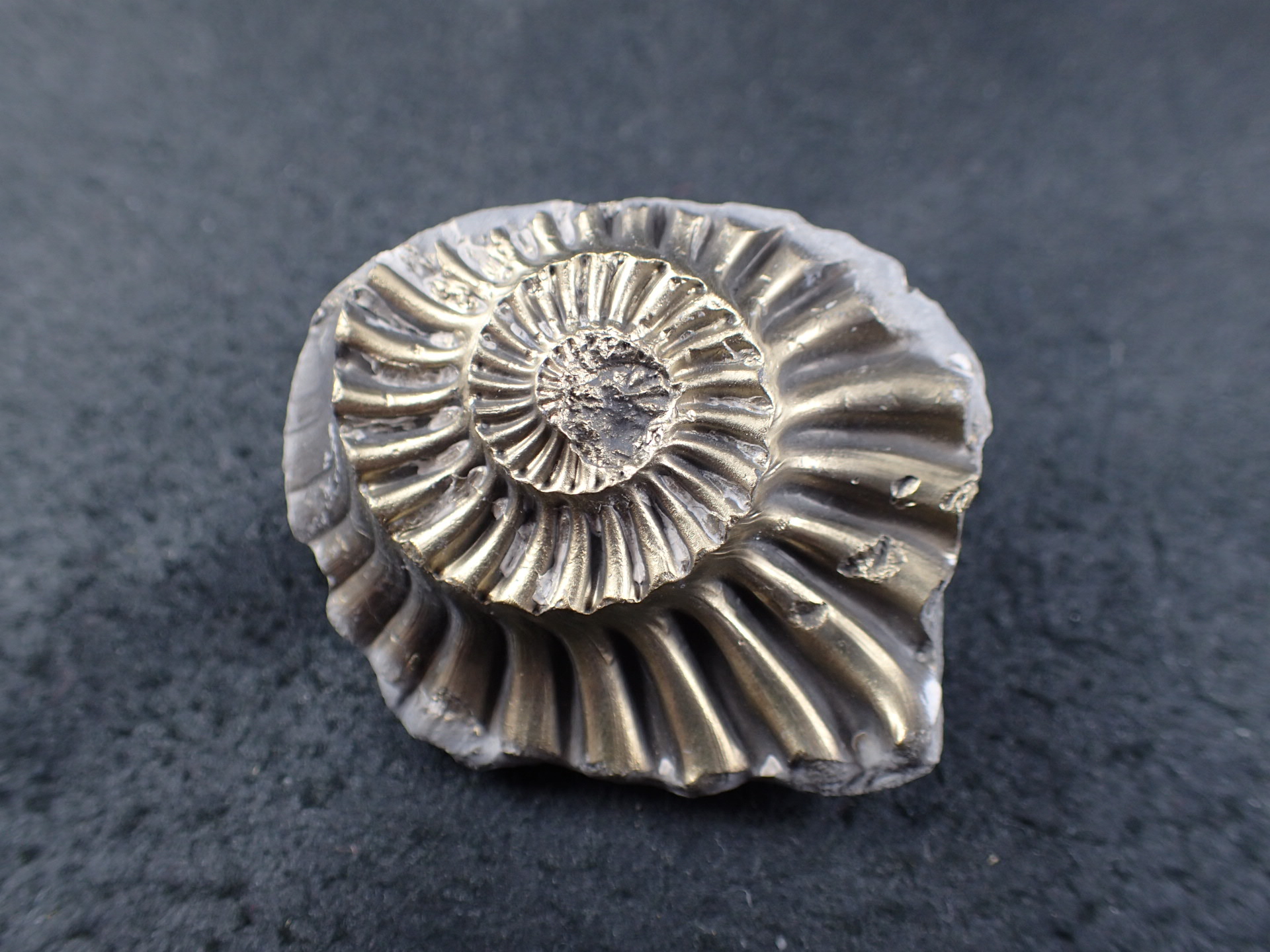 最高品質黄鉄鉱化したアンモナイト(Ammonite) Kalchreuth, Bayern