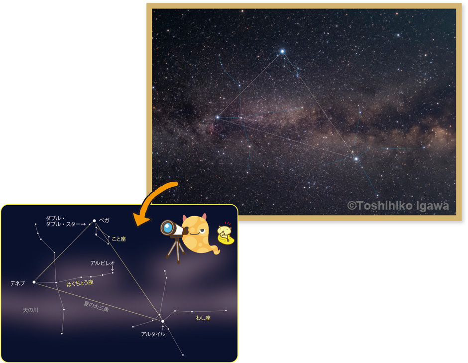 大っきな星座黒板で夏の星をたどろう！ So-TEN-Ken WEB版 | ビクセン Vixen