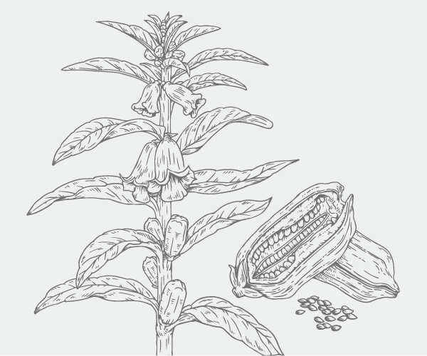 AROMA RITUALIS Base Oil（アロマリトゥアリス ベースオイル） | Villa