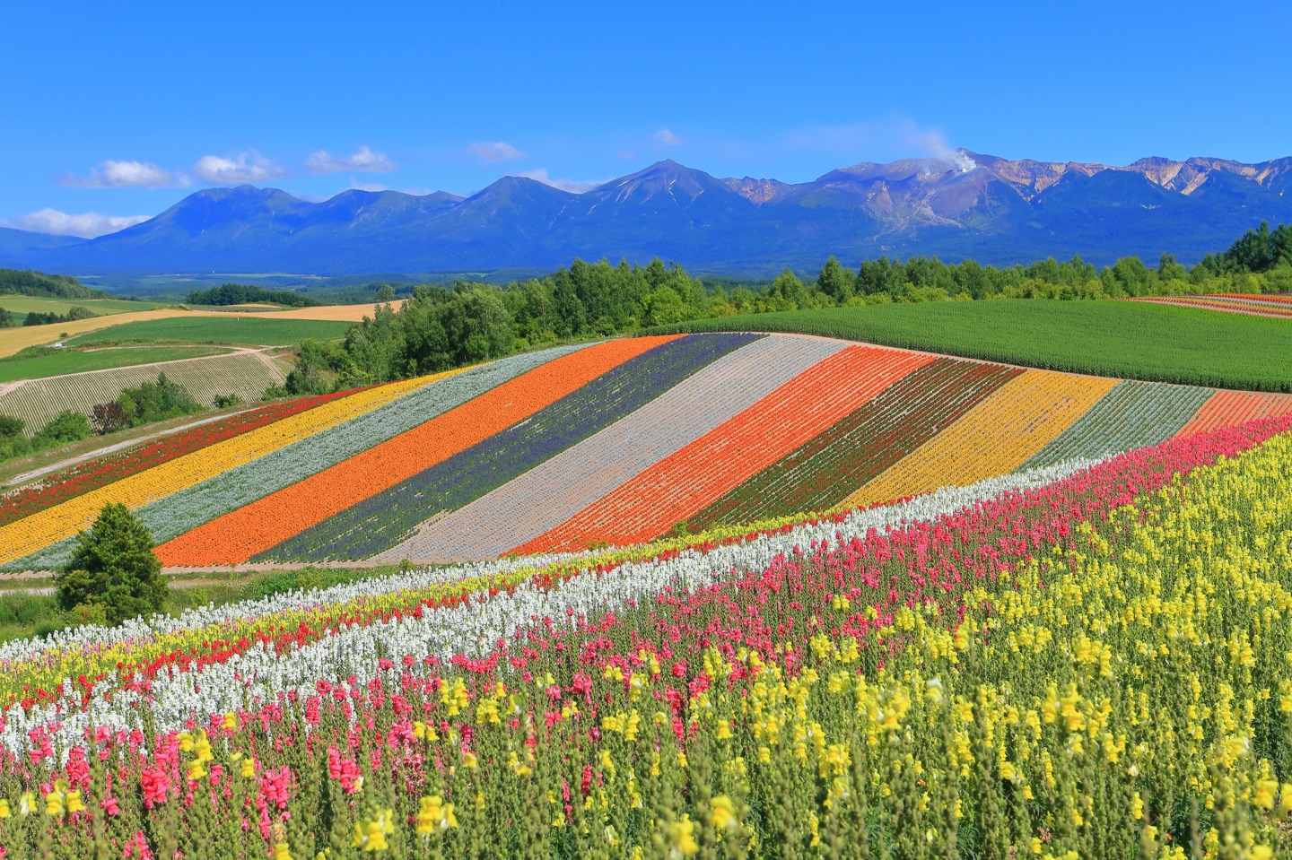 美瑛駅IN→トマムOUT／3泊4日】絵になる美瑛の景色や「北の国から」の