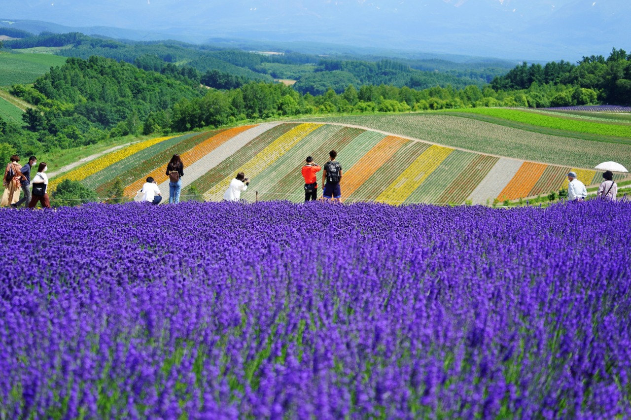四季彩の丘｜観光スポット｜【公式】北海道の観光・旅行情報サイト