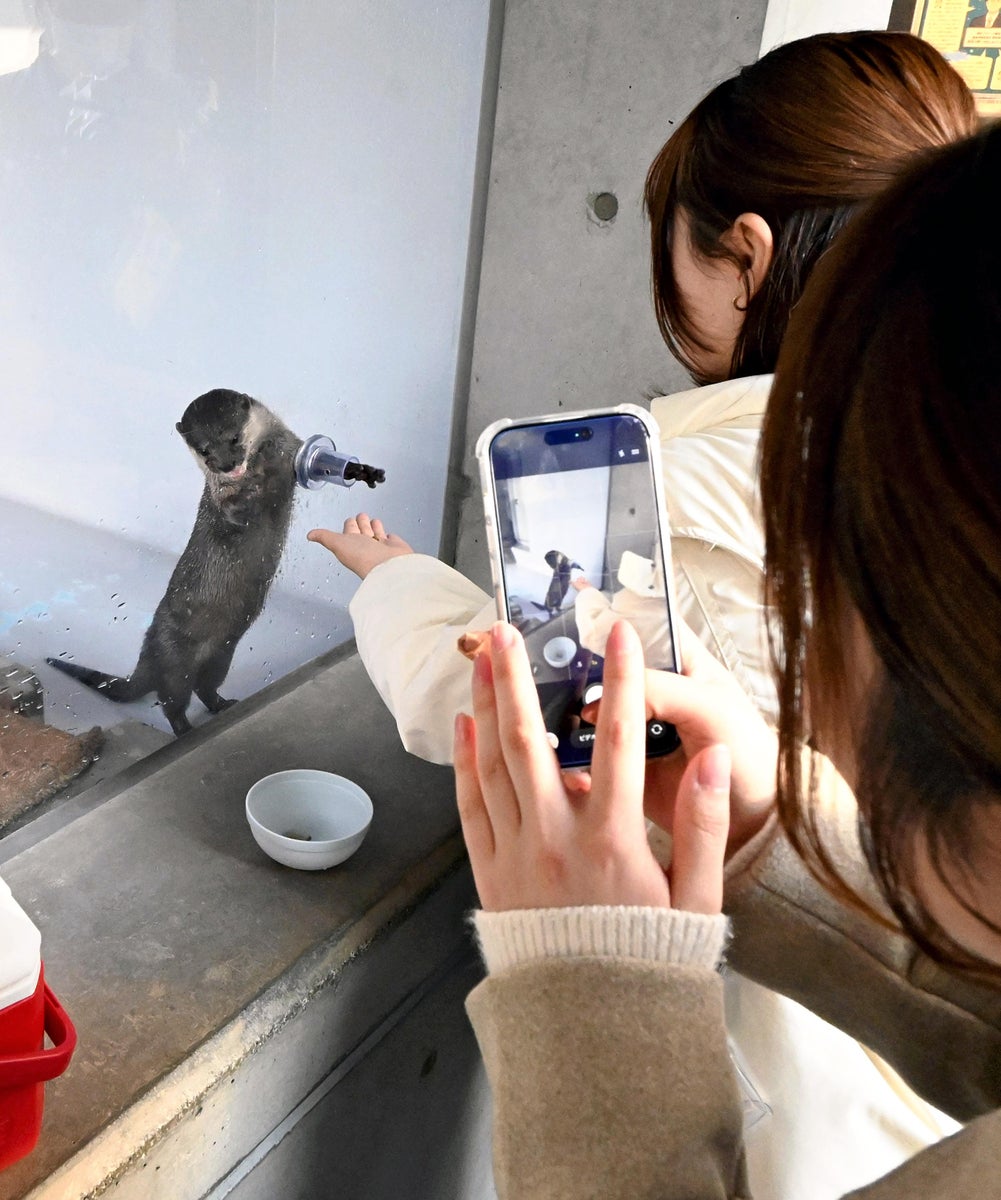 香川県宇多津町 四国水族館 コツメカワウソ : 読売新聞