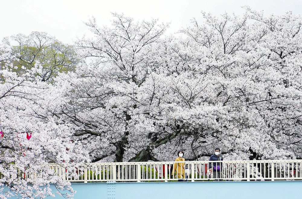 水面を染めるピンクの花びら、「高田千本桜」が満開 : 読売新聞