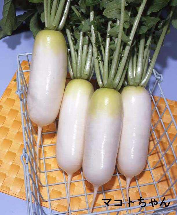 ダイコン マコトちゃん 花と野菜の種・肥料・農薬やガーデニング用品の